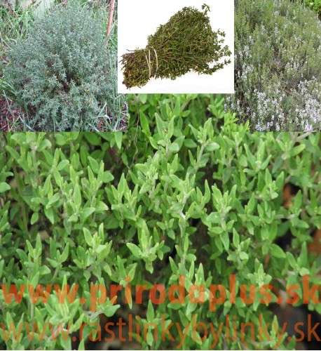 Tymián provensálsky-(Thymus vulgaris L.) "Provencale"